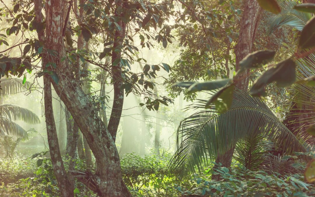Biochemistry of Amazonian Folk Medicine – Plant Teachers and Lucid Dreams