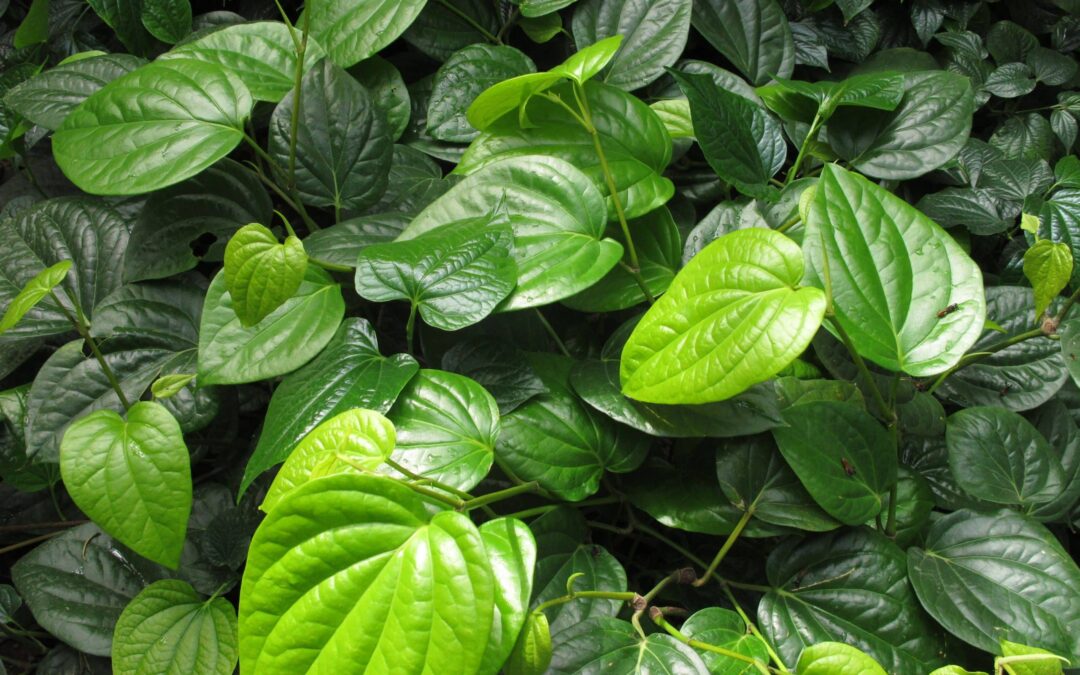 The Chemical Secrets Behind Kava’s Effects