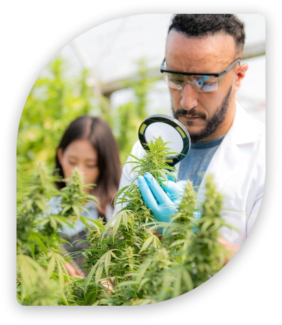 Learn How To Fix Cannabis Nutrient Deficiencies