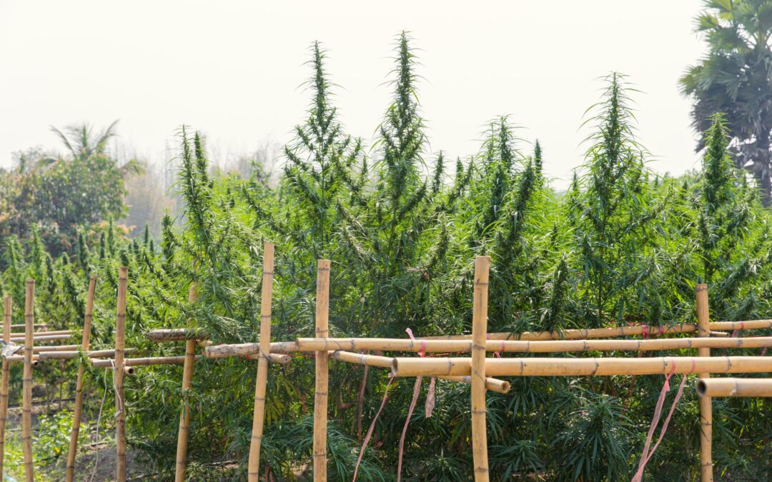Cannabis in Asia – Overview of Asian Laws
