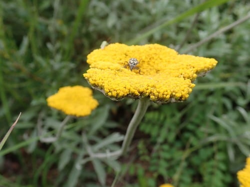 The Woolly Umbrella a Natural Unexpected Source of Cannabinoids