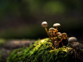 What if psychedelics could revolutionize the way you die?