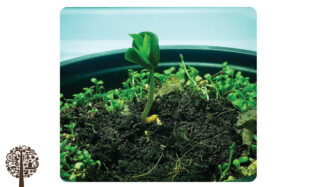 Living Organic Soil: Digging Deeper Into Not Digging At All