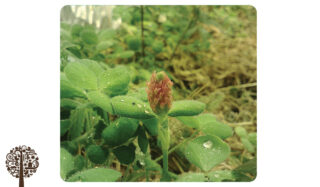 A green plant sits in the foreground, growing in a bush of other plants and with water droplets on its leaves.