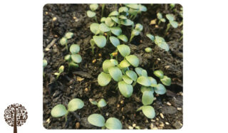 Green plants grow out of organic soil.
