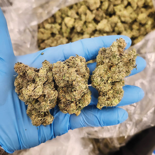 Breeding and genetics in a post prohibition world