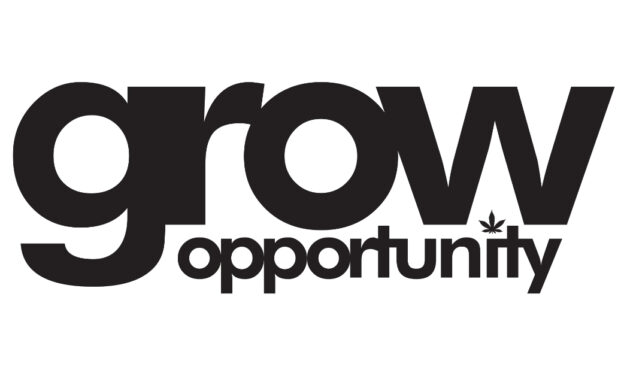 New Year, New Chill: Explore the Latest Cannabis Beverages from Solei, Mollo, and XMG