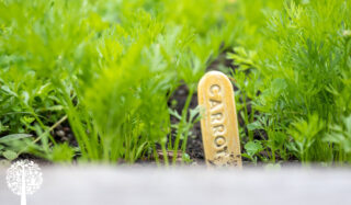 Why Thinning Plants Leads To A Healthier Garden