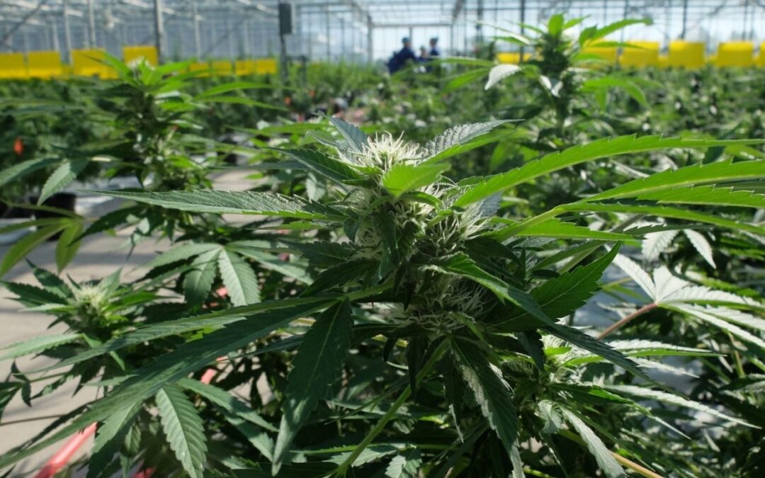 Metro Van continues to call for regulation of cannabis farm emissions