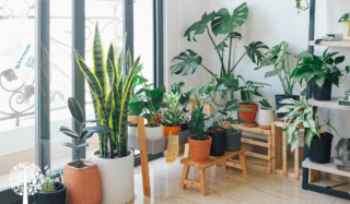 How To Water Your Plants While You’re Away