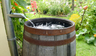 Watering Woes: One Gardener’s Quest For A Clean Drink