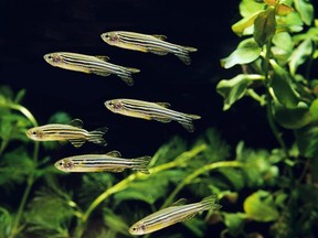 Five ways fish are more like humans than you realize