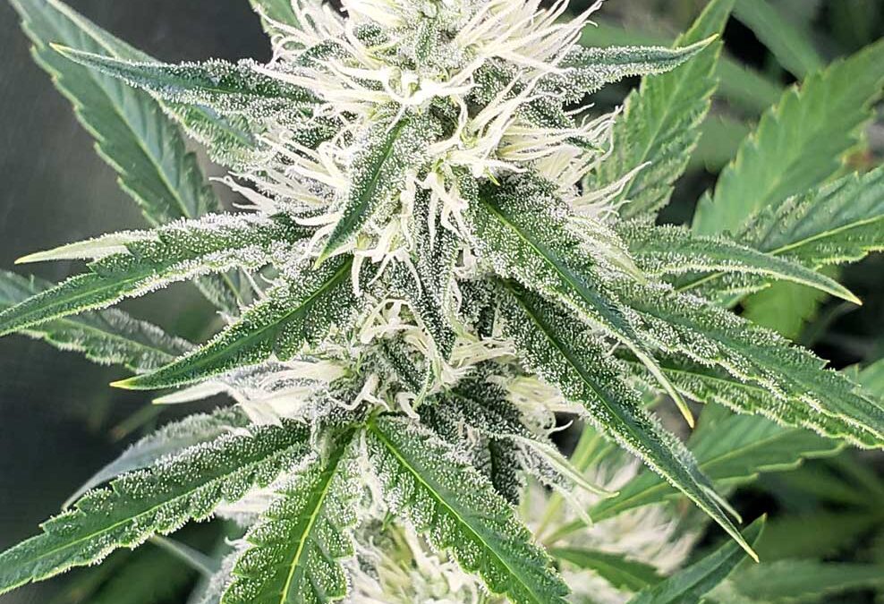 Effects of Atmosphere on Trichome Development